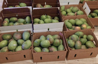 Mango - Green Mango