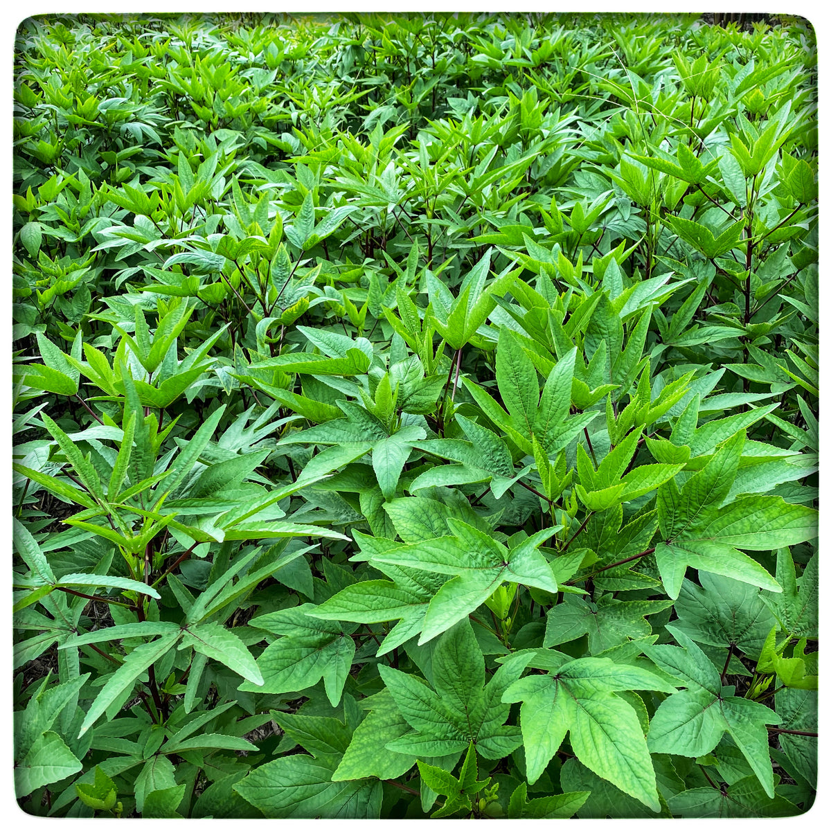 Gongura Leaf (Sorrel Leaf)