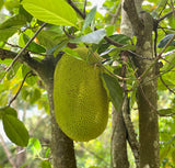 Jackfruit (Ripe)