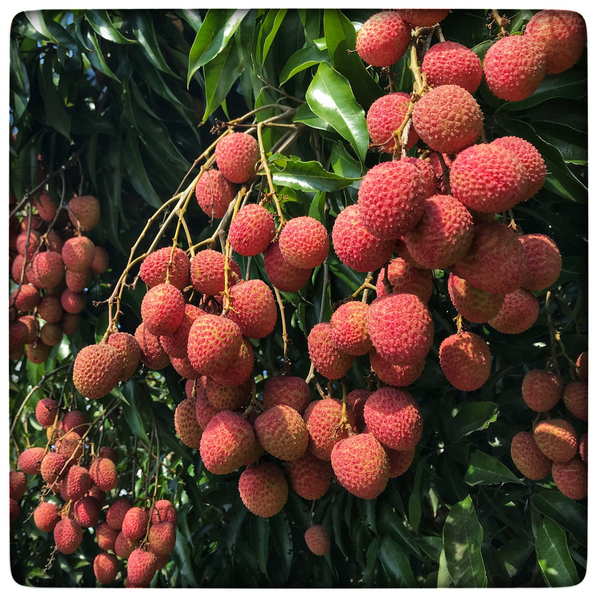 Lychee — Naga Gardens