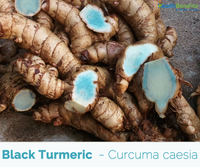 Black Turmeric  - (Curcuma caesia)