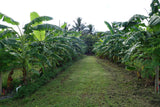 Banana Leaf