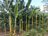 Banana Leaf