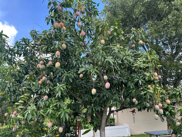 Keitt Mango