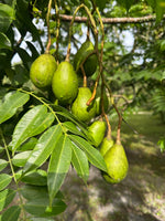 June Plum - Medium Green