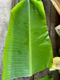 Banana Leaf