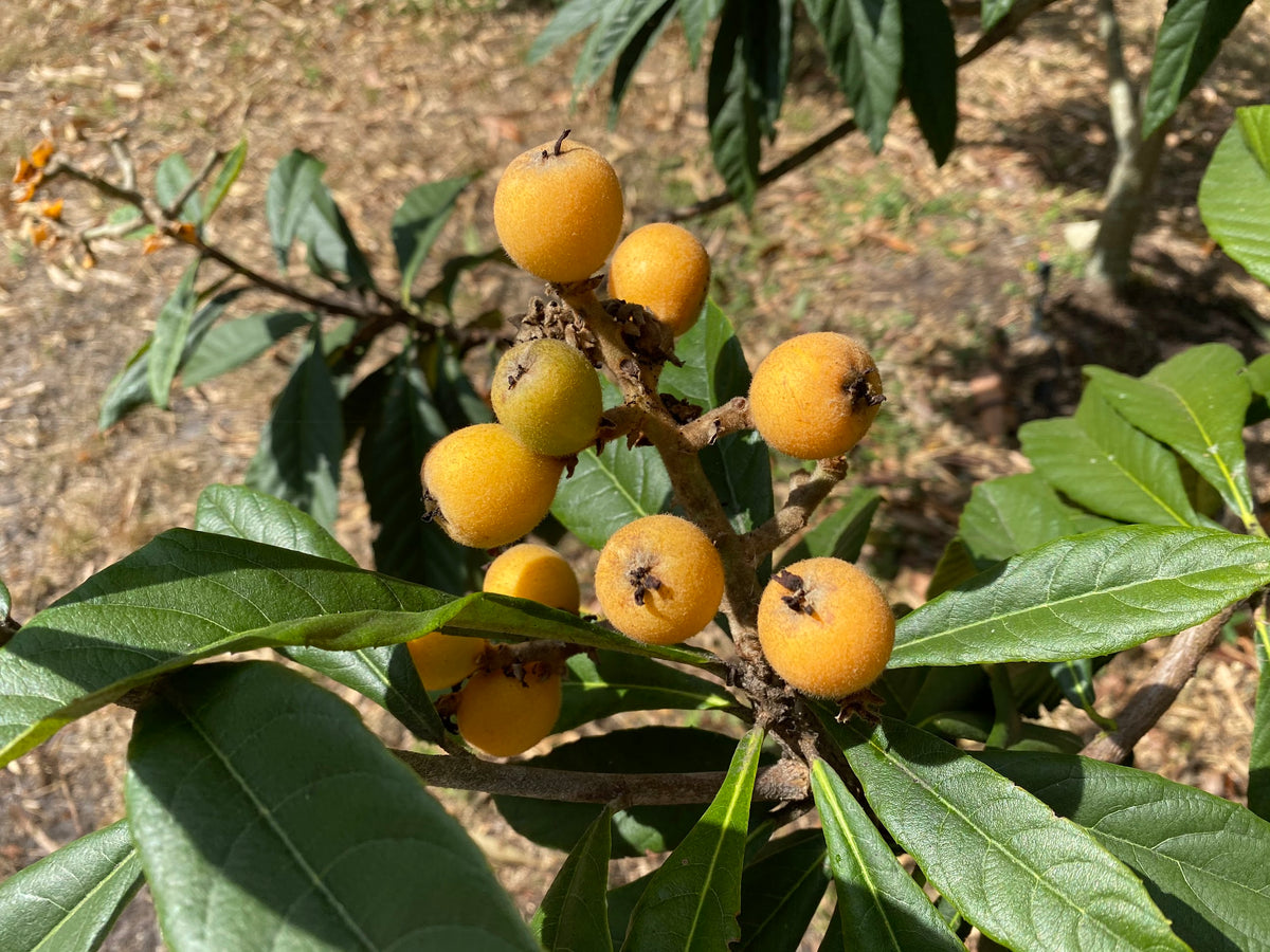 Loquats (Eriobotrya japonica) - mixed variety – Naga Gardens