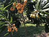 Loquats (Eriobotrya japonica ) - Mixed Variety