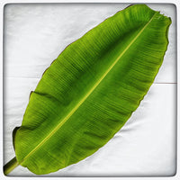 Banana Leaf