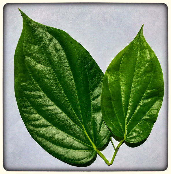 Betel Leaf (Paan Leaf)