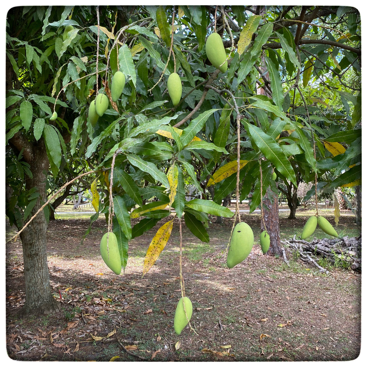 Tuong Mango (Elephant Mango) – Naga Gardens