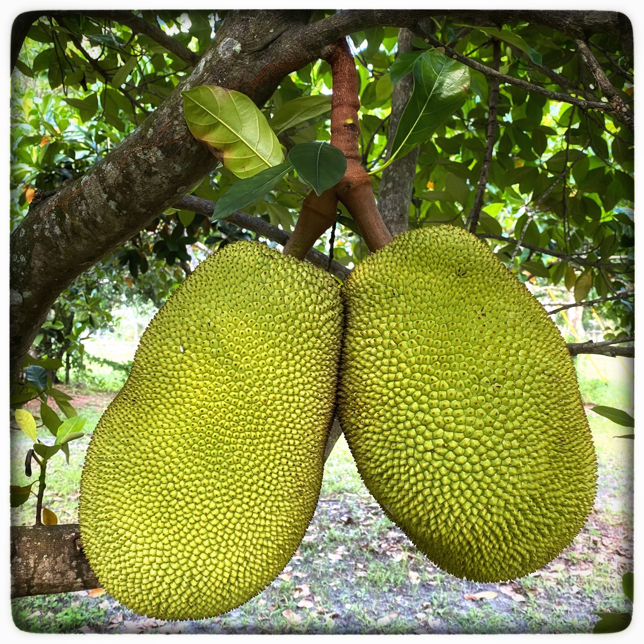 Jackfruit — Naga Gardens