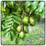 June Plum - Medium Green