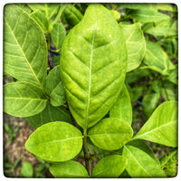 Bilva Leaf (Belpatra Leaf)