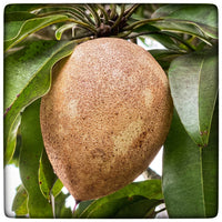 Sapodilla (Chikoo/Naseberry)