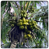 Coconuts