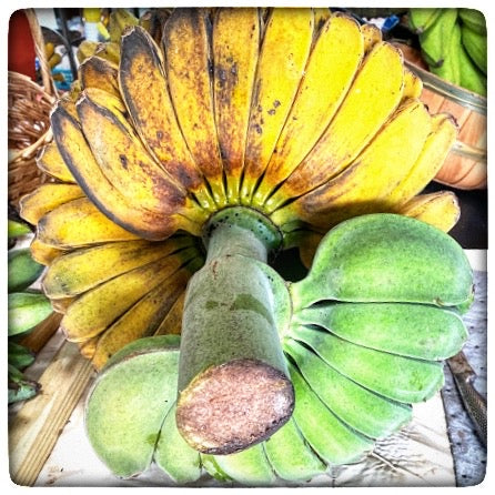 praying hands banana plant for sale Praying Hands Banana