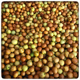 Indian Jujube