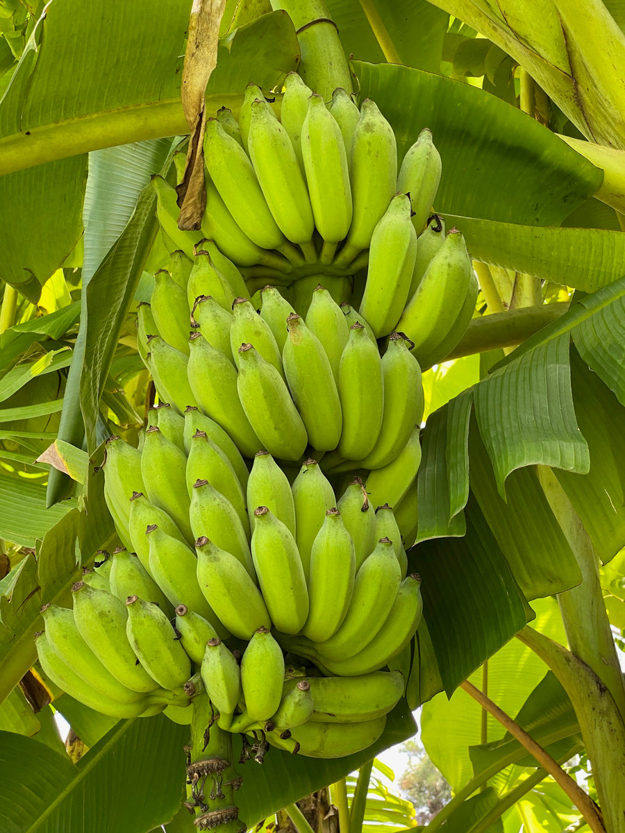 Thai Banana (Nam Wah) — Naga Gardens