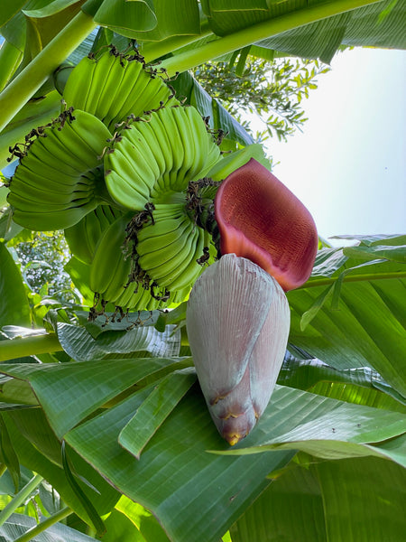 praying hands banana plant Praying Hands Banana